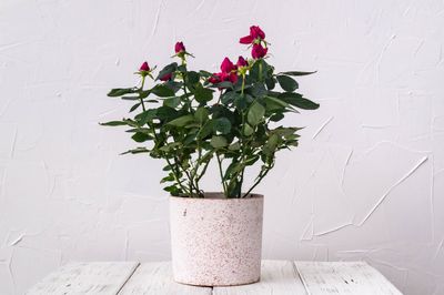 Potted Indoor Rose Houseplant