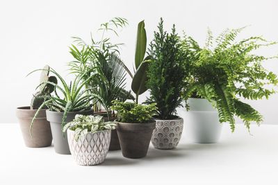 Several Individually Potted Plants
