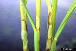 Rice Affected By Sheath Blight Disease