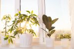 Sun Shining On Indoor Potted Plants
