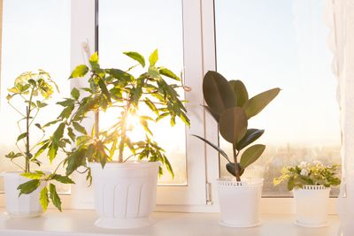 Sun Shining On Indoor Potted Plants