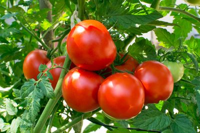 Tomato Plant With Large Red Tomatoes