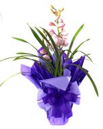 Vase Of Flowers Wrapped In Purple Gift Paper