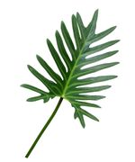 Xanadu Philodendron Plant Leaf