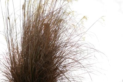 Blackhawk Ornamental Grass