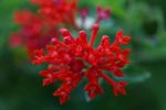 Red Bouvardia Hummingbird Flowers