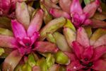 Neoregelia Bromeliad Flowers