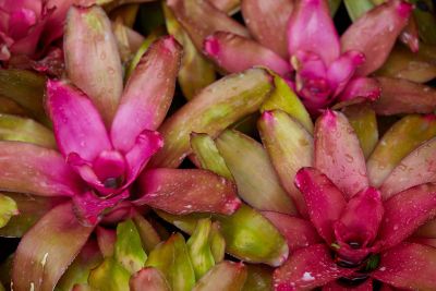 Neoregelia Bromeliad Flowers