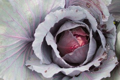 Ruby Perfection Red Cabbage