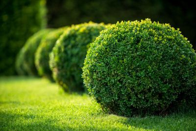 Perfectly Rounded Bushes in Architecture Garden