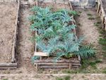Artichoke Plants Growing in Garden