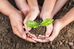 Hands Holding A Sprout In Soil
