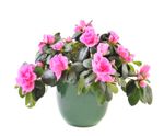 Potted Houseplant With Pink Flowers