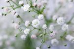 White-Pink Baby's Breath Plant