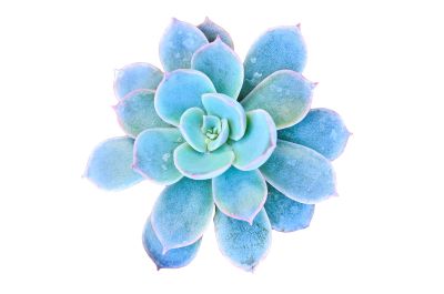 Blue Succulent Plant