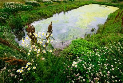 Bog Garden With Flowers And Water