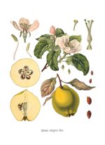 Antique Illistration Of Fruits And Flowers
