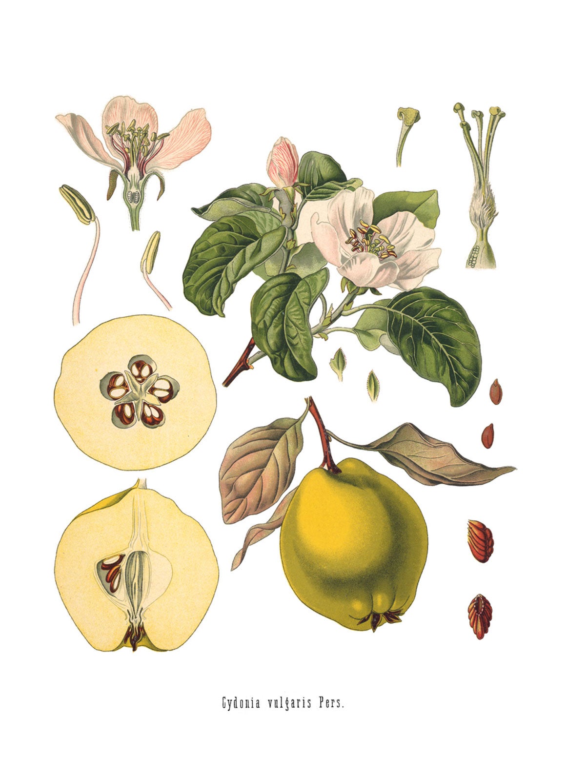 What Is Botanical Art – Learn The History Of Botanical Art And Illustration