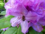 Honey Bee On Purple Flower