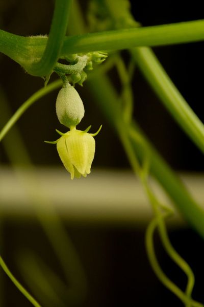 Blooming Chayote Plant