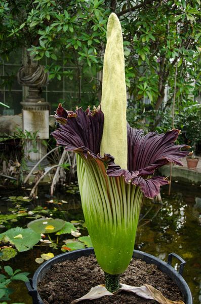 Potted Corpse Flower Plant Infront Of Garden Pond
