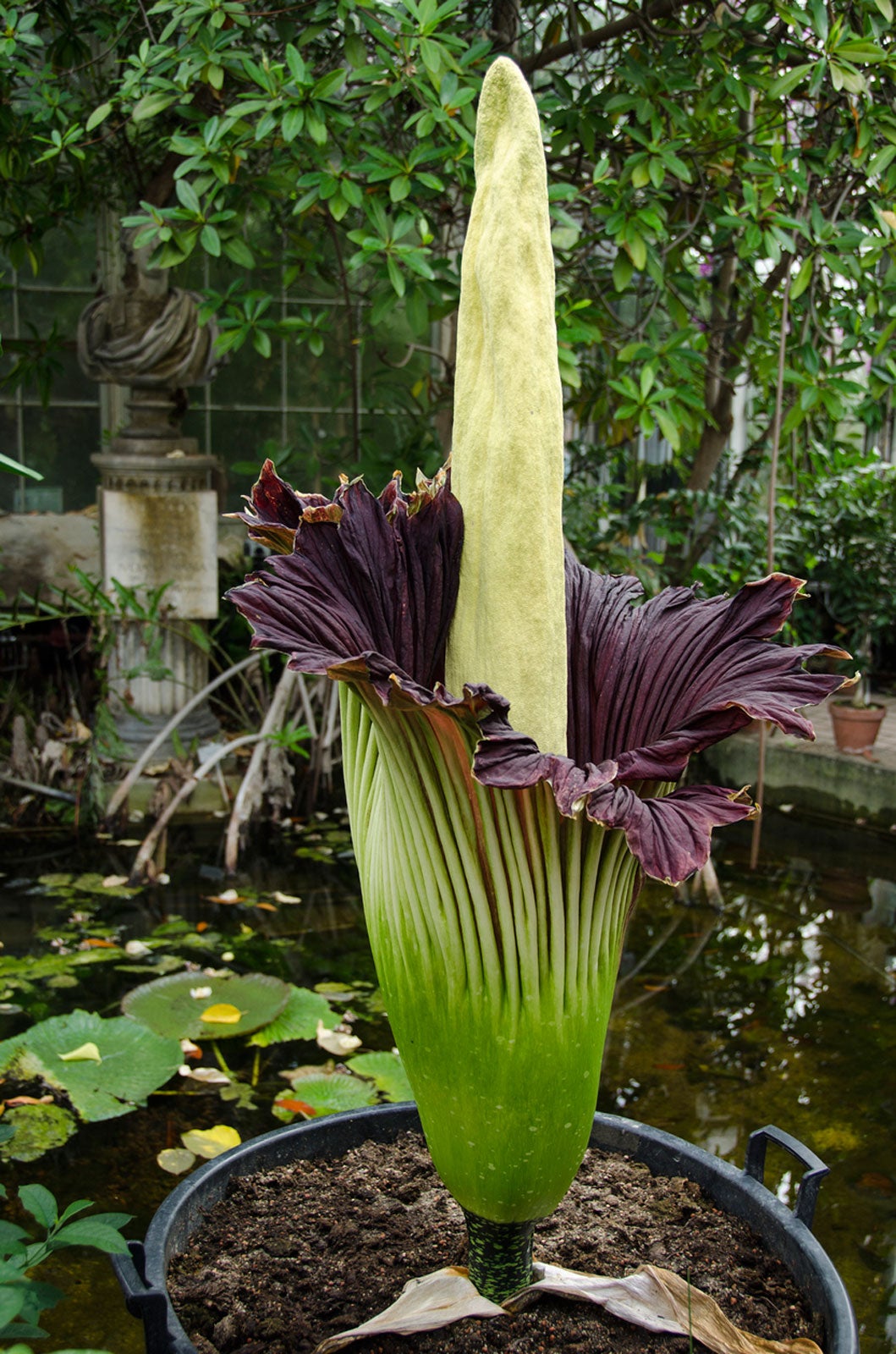 indoor corpse flower care: can you grow a corpse flower plant inside