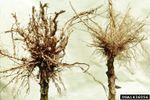 Nematodes On Plant Roots