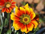 Beautiful Red-Yellow Petaled Flower
