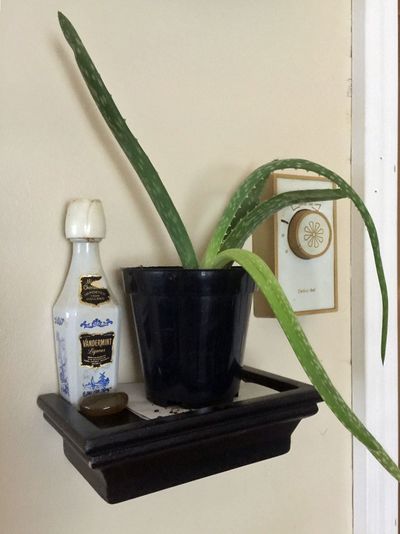 Indoor Succulent Plant In Black Pot