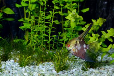 Fish Swimming Through Plants