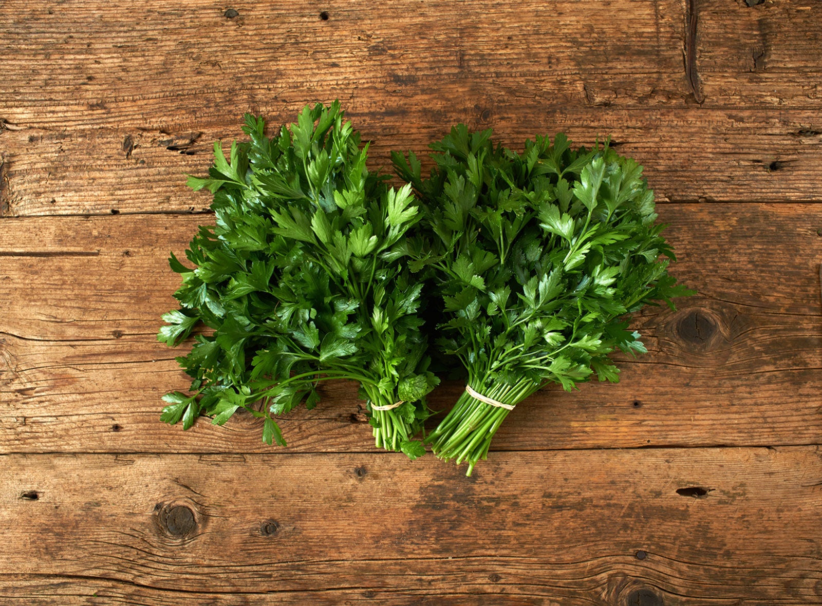 Giant Of Italy Parsley Growing Care And Uses For Italian Giant Parsley,Kitchen Sink Plumbing Layout