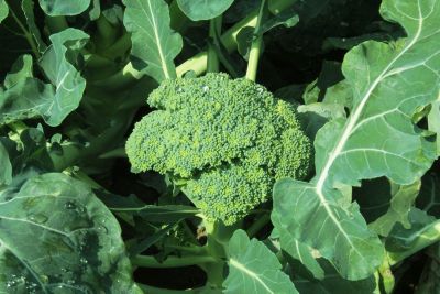 Green Goliath Broccoli