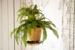 Indoor Hanging Basket Plant