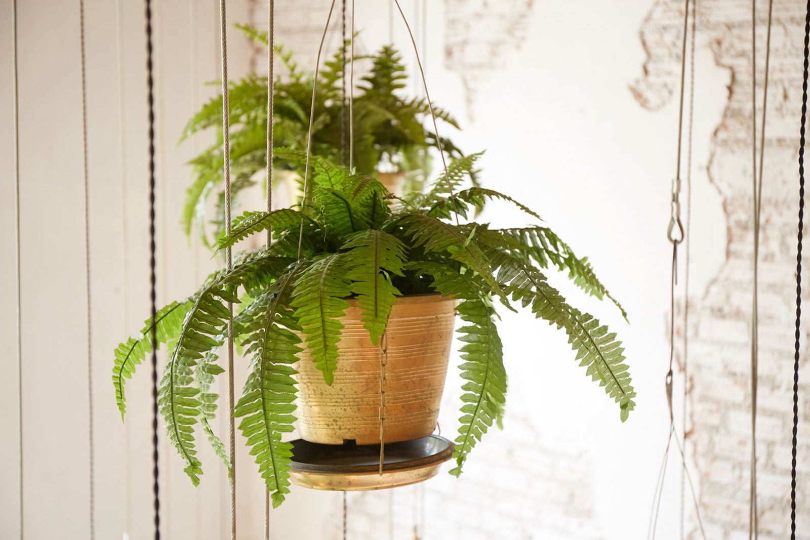 Defilé Vorming waardigheid Hanging Baskets In The Home – Caring For Hanging Baskets Inside