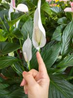 Finger Pointing At White Spathiphyllum Flowers