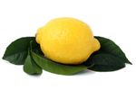 Single Yellow Lemon On Green Leaves
