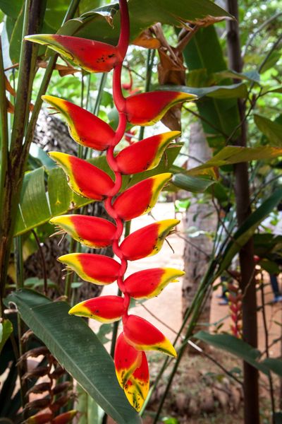Long Heliconia Plant