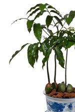 Large Potted Lucky Bean Houseplant