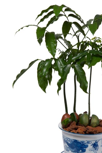 Large Potted Lucky Bean Houseplant