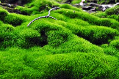 Weed Control In Moss Gardens: How To Treat Weeds Growing In Moss