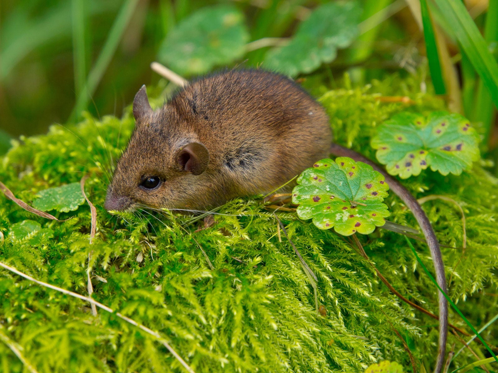 نباتات الحدائق التي تصد الفئران