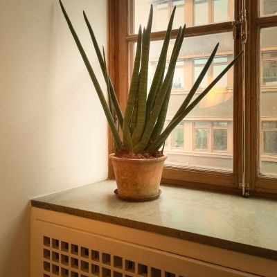 Potted Plant On Windowsill