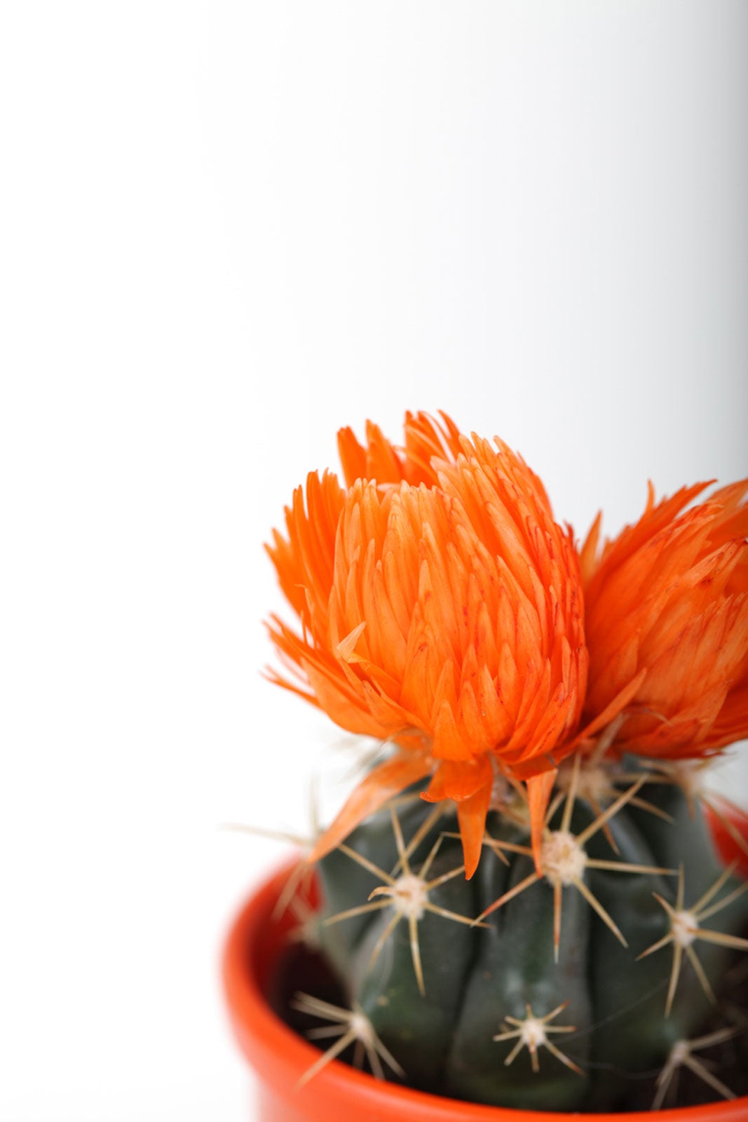 Growing Orange Cacti Different Types Of Orange Cactus Plants,Mornay Sauce Tilbud