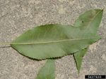 pecan leaf scorch