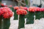Rows Of Cacti With Red Tops