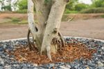 Rock Mulch Around Planted Rooting Tree Trunk