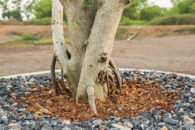 Rock Mulch Around Planted Rooting Tree Trunk