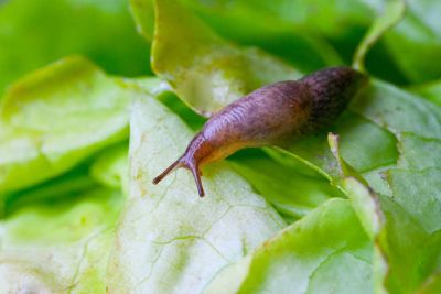Slug On Leafy Greens