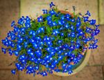 Potted Tiny Bright Blue Flowers