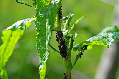 Sorrel Plant Pests